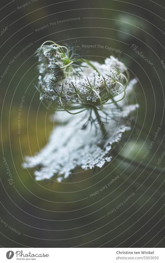 The wild carrot blooms Wild carrot Blossom Flower umbel Apiaceae Wild plant Plant Umbellifer Summer Insect repellent Nature Environment Worm's-eye view