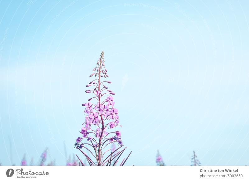 Willowherbs in front of a light blue sky flowers wild flowers willowherbs with narrow leaves blossoms Nature Epilobium angustifolium Evening Primrose