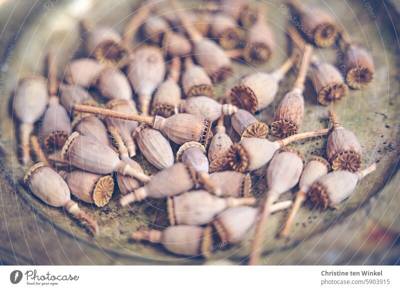 Dried poppy seed capsules on an old metal plate Poppy Corn poppy Dry Shriveled pretty Love of nature naturally faded poppy Close-up Transience beautifully