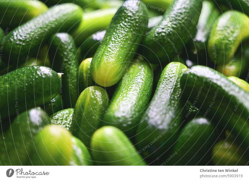 It's pickling cucumber time again / washed pickled cucumbers gherkins Cucumbers Food cure Nutrition Vegetable Vegetarian diet Fresh boil down Green Vegan diet