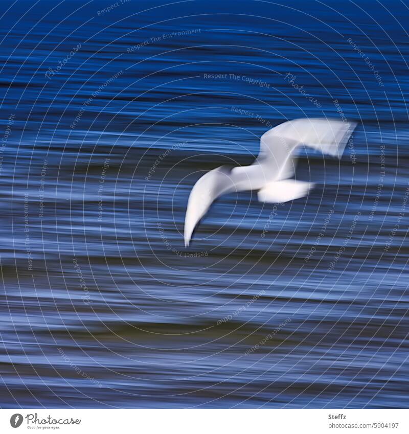 dream trip Dream trip Gorgeous Dreamily Water flight Flight of the birds Blue White Ocean Seagull Movement Minimalistic hazy Washed out blurred Free Bird Flying