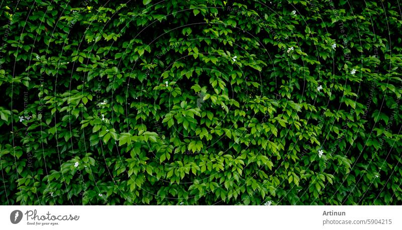 Small green leaves in hedge wall texture background. Closeup green hedge plant in garden. Eco evergreen hedge wall. Natural backdrop. Beauty in nature. Green leaves with natural pattern wallpaper.