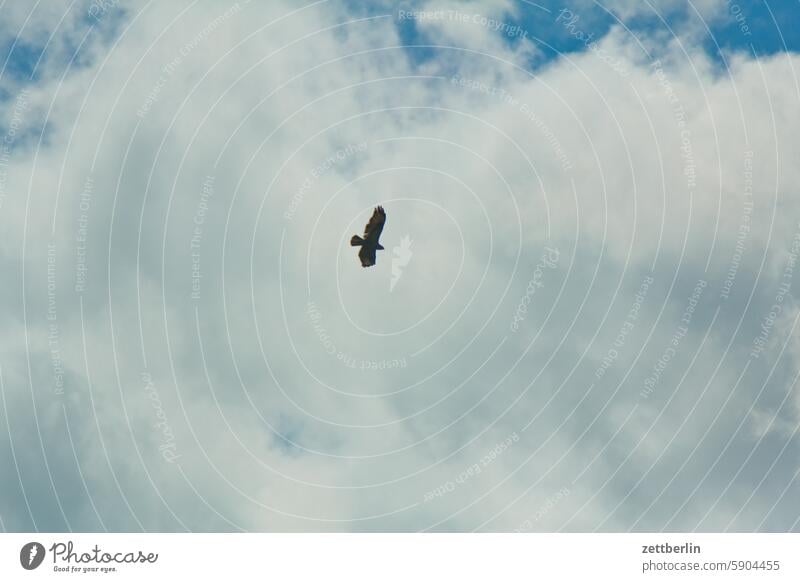 hawk Bird bird of prey Bird of prey flight picture Flying Sailing Sky Worm's-eye view Wingspan Hunting