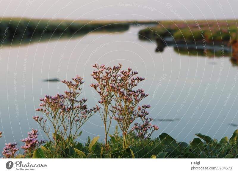 Sand lilacs in the evening sun on the large tideway on Hallig Gröde Marsh rosemary Halligflieder Sea lavender half shrub inflorescence Limonium vulgare Tideway