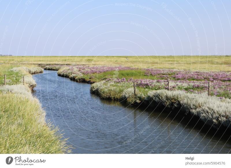 a tideway leads through the blooming salt marshes on Hallig Gröde Tideway Water watercourse reverberant Marsh rosemary Beach wormwood blossom wax Grass bank Sky