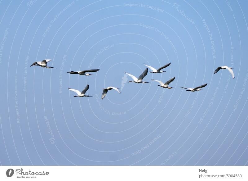 a flock of spoonbills flies in front of a blue sky ... on Hallig Gröde White spoonbill Bird Flock of birds Sky Flying Summer Exceptional reverberant