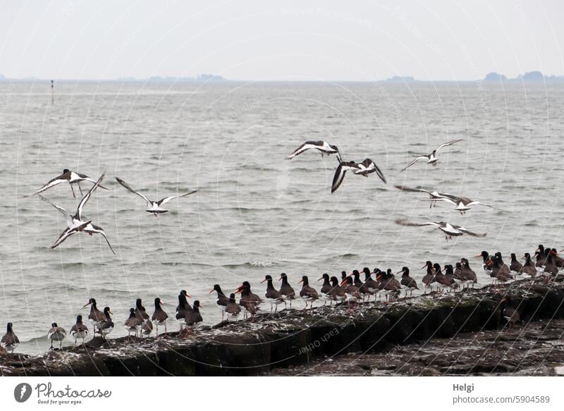 many oystercatchers on the shore of Hallig Gröde Oyster catcher Haematopus ostralegus Wading Bird Flock of birds bank North Sea Ocean North Sea coast