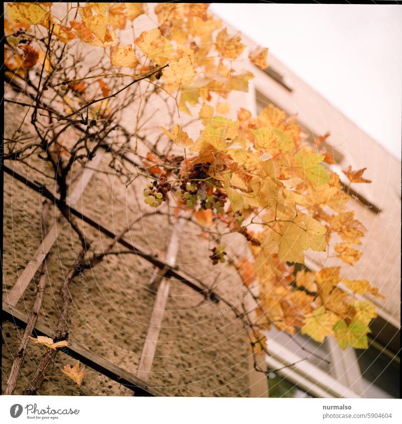 in fall from Photocase Autumn leaves Vine Facade Climbing variegated Yellow golden Transience Environment Decline End ending Window vine