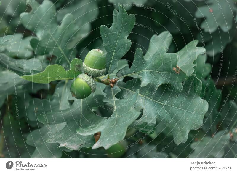 Green acorns on a branch Acorn Oak tree Tree leaves Twig Autumn Sámen Summer Branch Seasons Oak leaf Forest naturally Environment Detail Growth Close-up