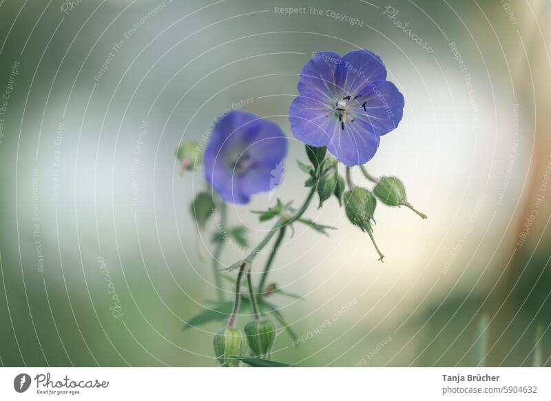 Meadow cranesbill Geranium Pratense Geranium pratense blue bilge weed Violet Blue Summer Blossom Wild plant Green Garden Front garden Meadow flower Outdoors