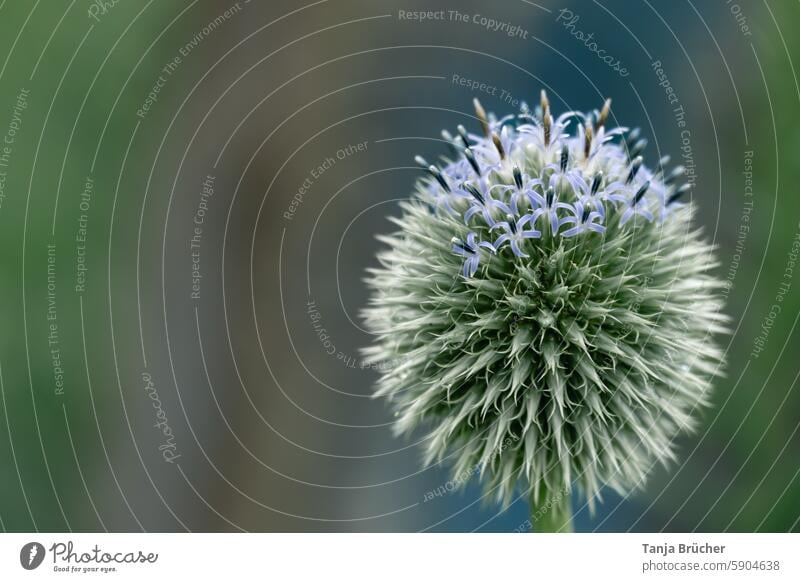 Blue globe thistle begins to bloom blue globe thistle Echinops inflorescences Thistle Thorny Blossom Garden summer flower come into bloom Round Sphere Summer