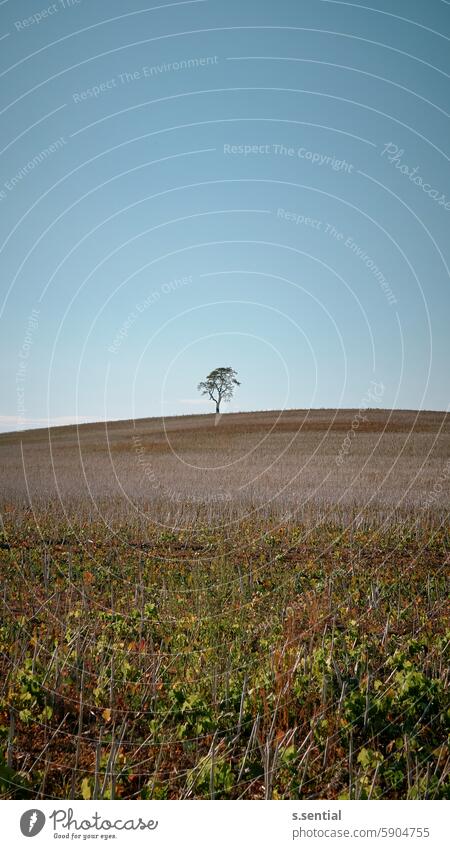 lonely tree Field Tree Horizon Portrait format Sky harvested