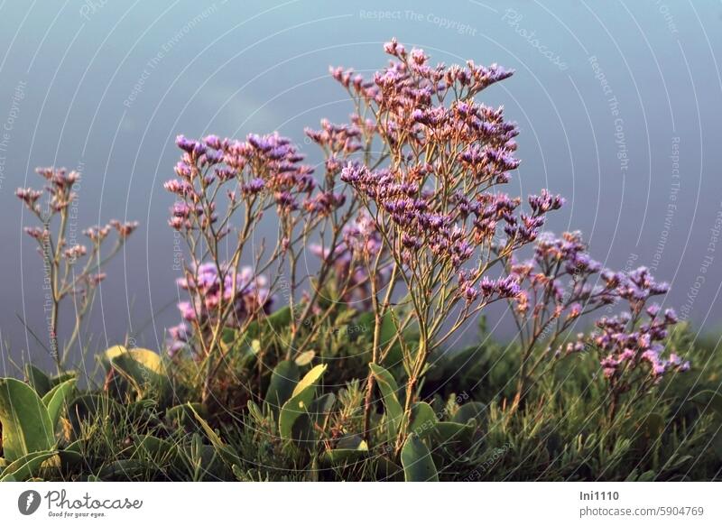 Hallig Gröde | Beach lilacs in the evening light Summer North Sea reverberant Salt meadow Plant Wild plant Close-up Marsh rosemary safeguarded Limonium vulgare