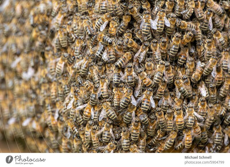 Honey bees Honeybees Insect Nature Bee-keeper Beehive beekeeping naturally Food Thousands variety innumerable Hidden object bee colony