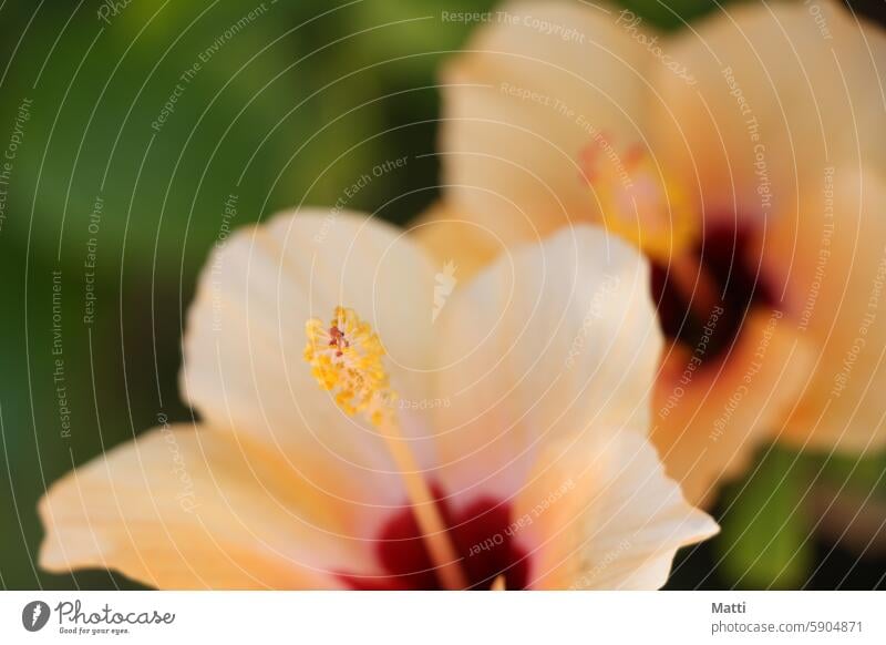 Close-up of a bright yellow hibiscus hibiscus flower blossoms Stamp Garden Nature Flower Plant Macro (Extreme close-up) Summer Spring Blossom Blossoming Detail