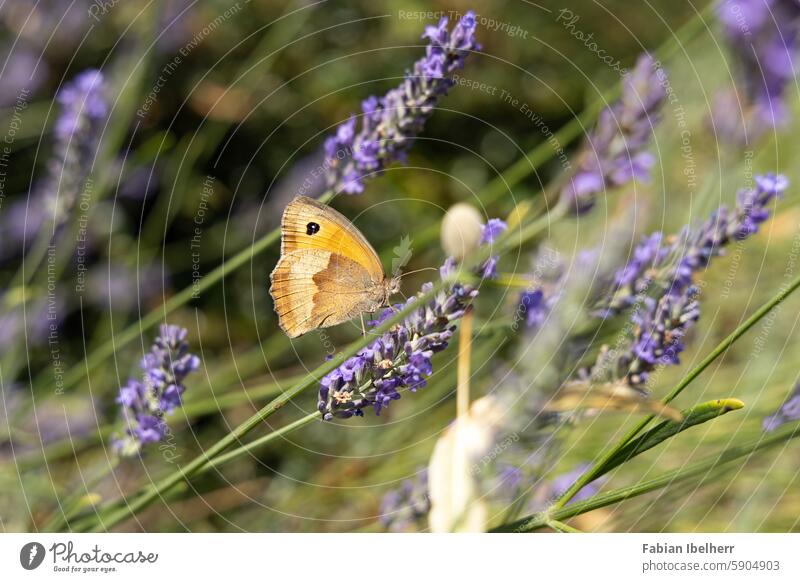 Ox-eye daisy on flowering lavender Butterfly Ox eye butterfly Lavender peacock butterfly butterflies Noble butterfly Maniola jurtina Blossom Germany