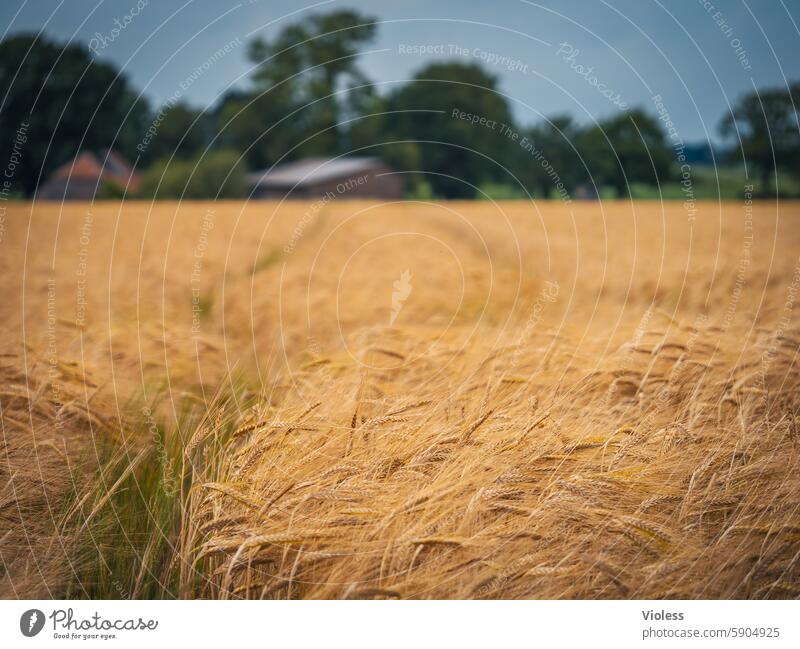 summer field Summer Ear of corn Yellow Wheat acre agrarian Farm Barn