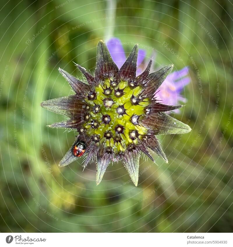 Fruiting of the field widow flower Nature flora Animal Insect fauna Plant Flower Blossom blossom fade daylight Day Macro (Extreme close-up) Summer Euasterides