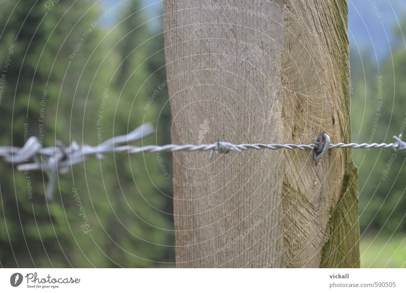 Fenced in with barbed wire Field Forest Wood Metal Hiking Barbed wire Spine Thorn Tree trunk Colour photo Exterior shot Close-up Day