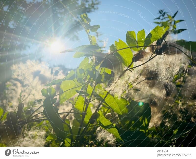 Summer sun with fence bindweed and diesel seeds Sun Back-light sunshine Sunlight Sunbeam Beautiful weather Sky Plant Green Sámen Light thistle Thistle seed