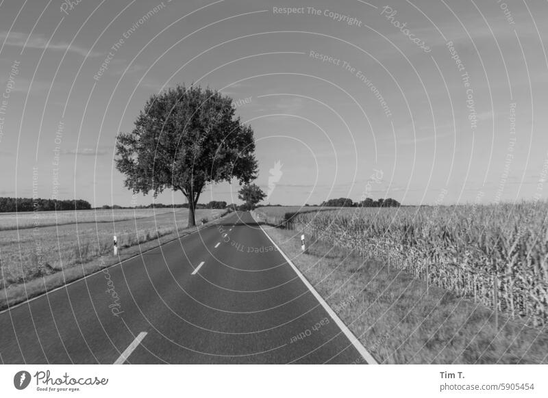 Country road in Brandenburg Street b/w Tree bnw Black & white photo Day Exterior shot Deserted B/W B&W Loneliness Summer Avenue Field