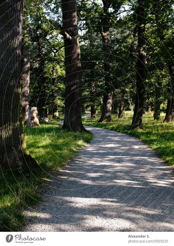 Gravel path between oak trees Lanes & trails off Oak grove oaks Meadow hain forest path Hiking hiking trail Nature To go for a walk Relaxation Forest Footpath