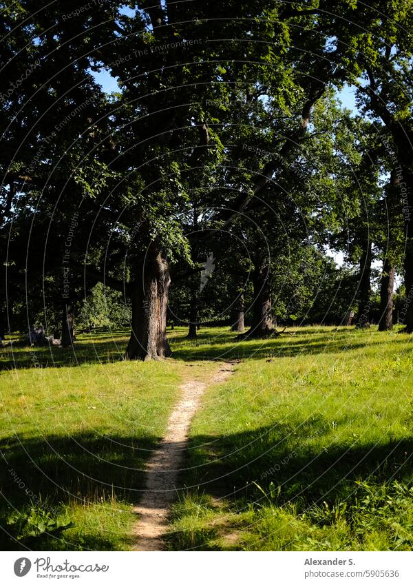 Path in an oak grove path Lanes & trails off Oak grove oaks trees Meadow hain forest path Hiking hiking trail Nature To go for a walk Relaxation Forest Footpath