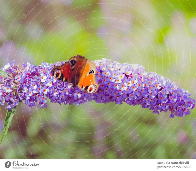 butterfly butterfly plants Butterfly butterfly bush Peacock butterfly Day peacock eyes Love of nature close to nature Nature Insect Macro (Extreme close-up)