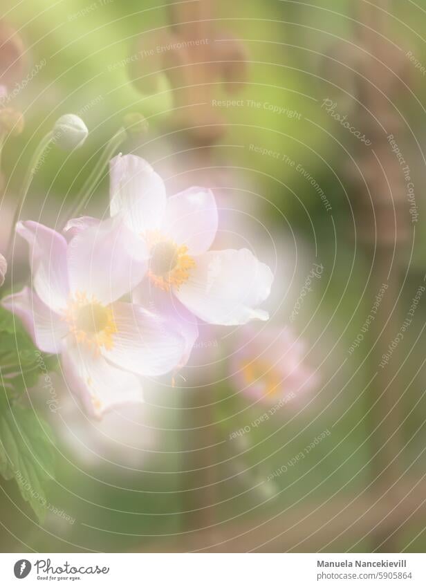 Magic garden Chinese Anemone Autumn Anemones Japanese anemone enchanting magic garden Delicate delicate blossoms Delicacy Delicateness. macro pink Nature