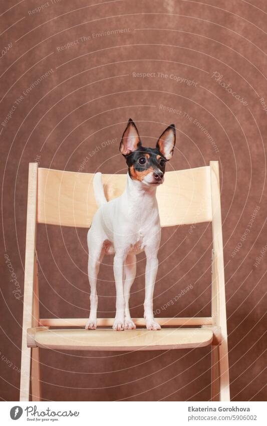 Toy Fox Terrier dog stands on a chair Dog animal pet partner American white-red-black small wooden standing mammal predator breed four-legged fauna friend