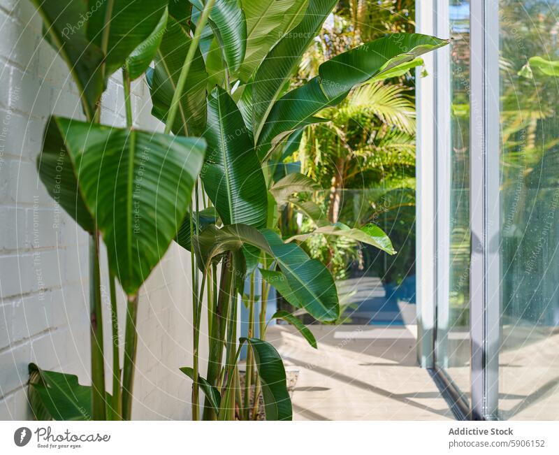 Lush Heliconias in Bright Conservatory heliconia plant conservatory interior garden sunlit window tranquil serene peaceful lush foliage green light indoor