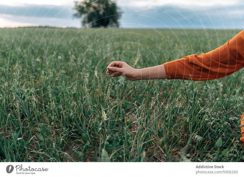 Woman touching tall grasses in a field woman nature hand orange shirt outdoor green arm reach anonymous unrecognizable spring summer environment connection