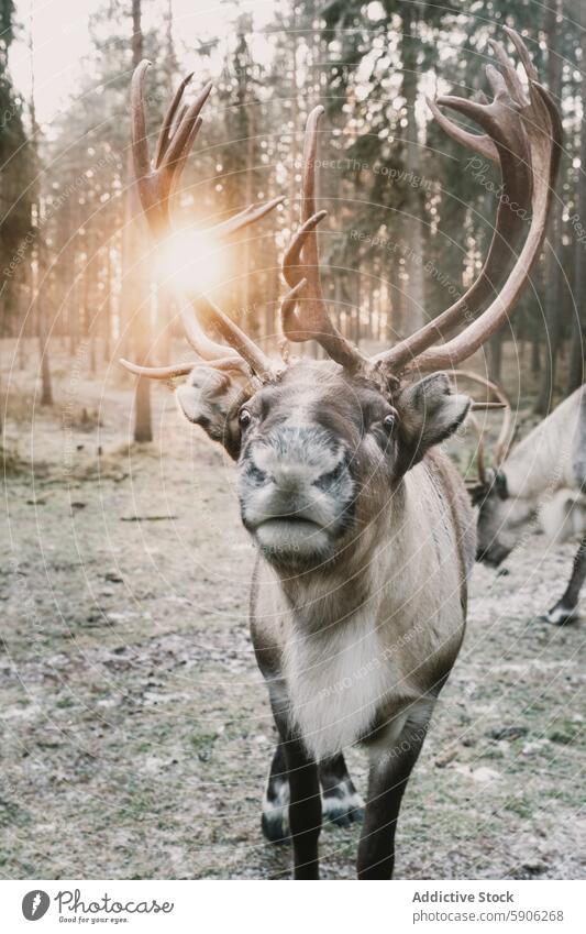 Majestic reindeer in Lapland forest with sunset background lapland antler wildlife nature animal close-up glow serene majestic warm photography outdoor mammal