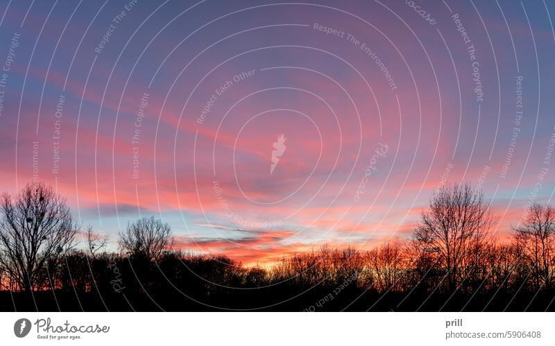 Colorful sundown sunset dusk dawn sky cloud multicolored colorful evening twilight predusk tree leafless silhouette orange pink blue treetop horizon nature