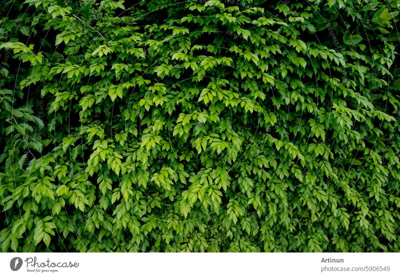 Small green leaves in hedge wall texture background. Closeup green hedge plant in garden. Eco evergreen hedge wall. Natural backdrop. Beauty in nature. Green leaves with natural pattern wallpaper.