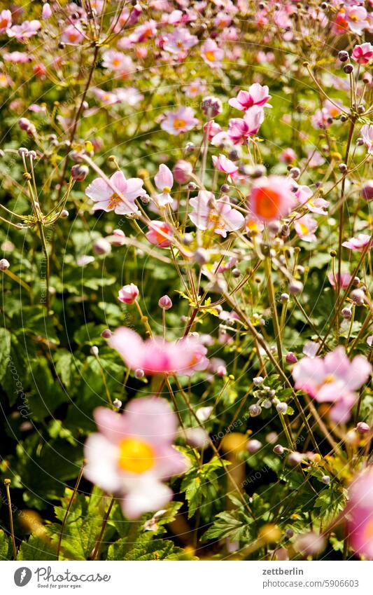 autumn anemones Branch Tree blossom Blossom Relaxation holidays Spring Garden Hedge Chinese Anemone Sky allotment Garden allotments bud Deserted neighbourhood