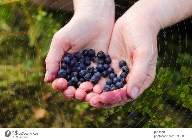 Two hands with freshly picked blueberries Blueberry Fruit Berries Close-up Food Nutrition Organic produce Nature Fresh Colour photo naturally Summer Swede