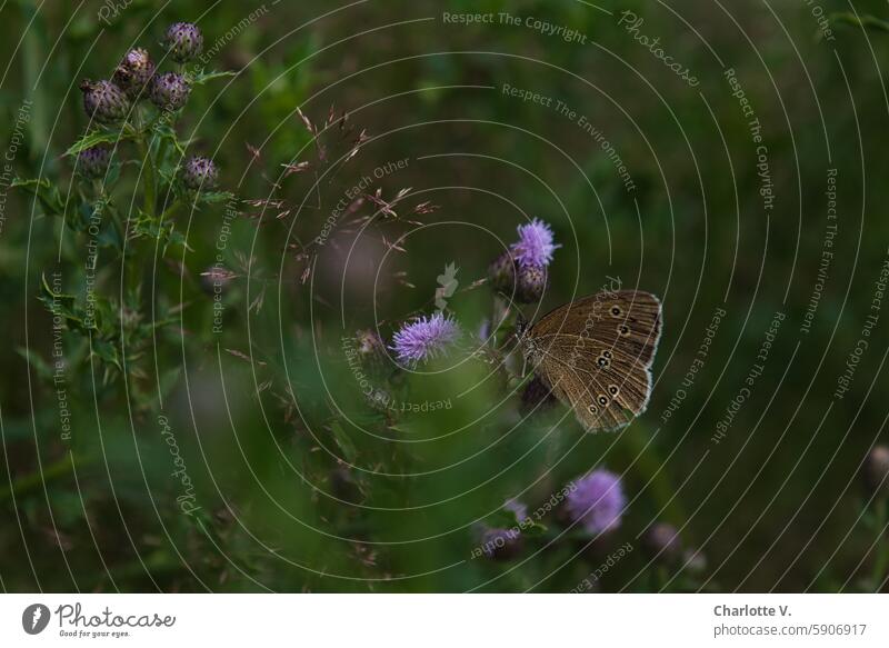 Brown butterfly nibbles on the flower of a thistle Nature Plant Blossom Butterfly brown butterfly Thistle Summer Colour photo Animal Shallow depth of field