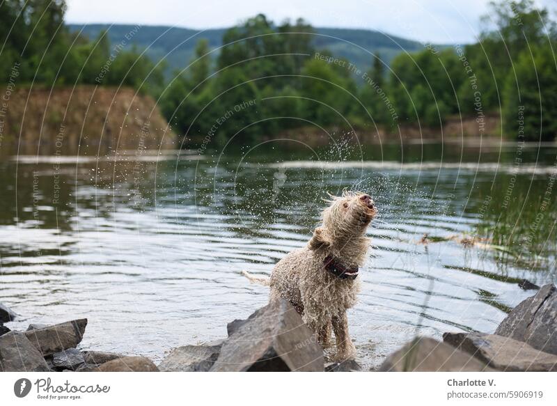 A white dog shakes water out of its fur at a lake. Animal Pet Dog Exterior shot Animal portrait Nature Lake Water Shake Drops of water Dog shakes Wet Movement