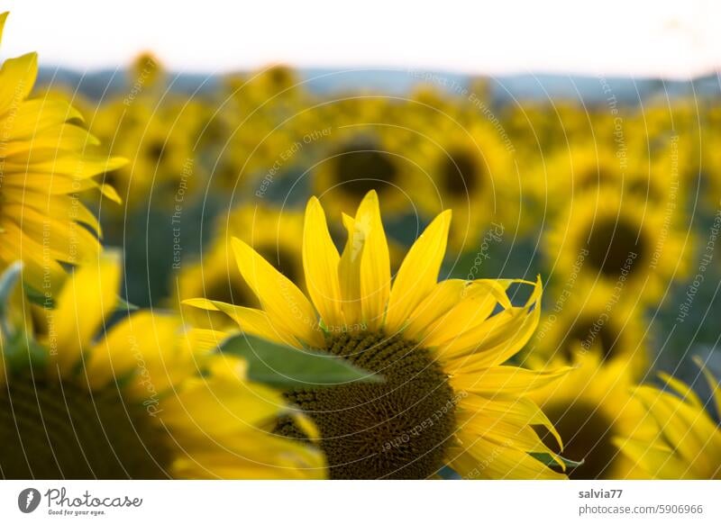 sunflower field Sunflower field evening mood Sunset Landscape Nature Sunflowers Summer Yellow Flower Agricultural crop Sunlight Colour photo Blossoming Plant