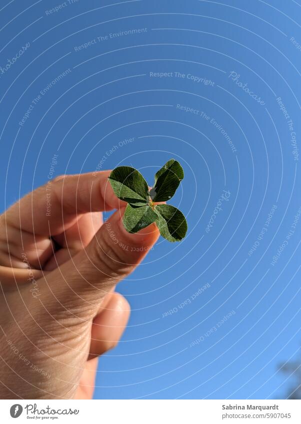 4-leaf clover Cloverleaf bring good luck Blue sky Your happiness is in your hands Miracle of Nature Hand Four-leaved Four-leafed clover Green Good luck charm