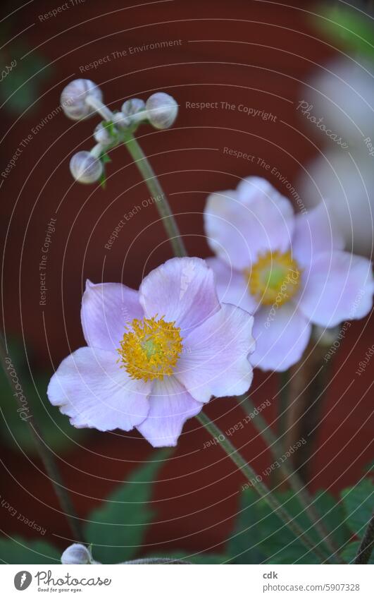 Farewell, grief and gratitude | Autumn anemones in late summer. Anemone Flower Blossom Blossoming Plant Garden Nature Pink pretty Delicate Red tones