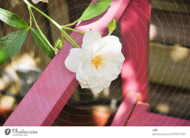 Rose nestles against the bench: enjoy the lightness of summer. pink white rose Blossom Flower Rose blossom Romance Plant Rose leaves pretty Garden Nature