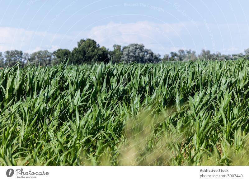 Lush green cornfield under the blue sky in Castilla La Mancha agriculture castilla la mancha spain crop farm rural plant cultivation nature landscape outdoor