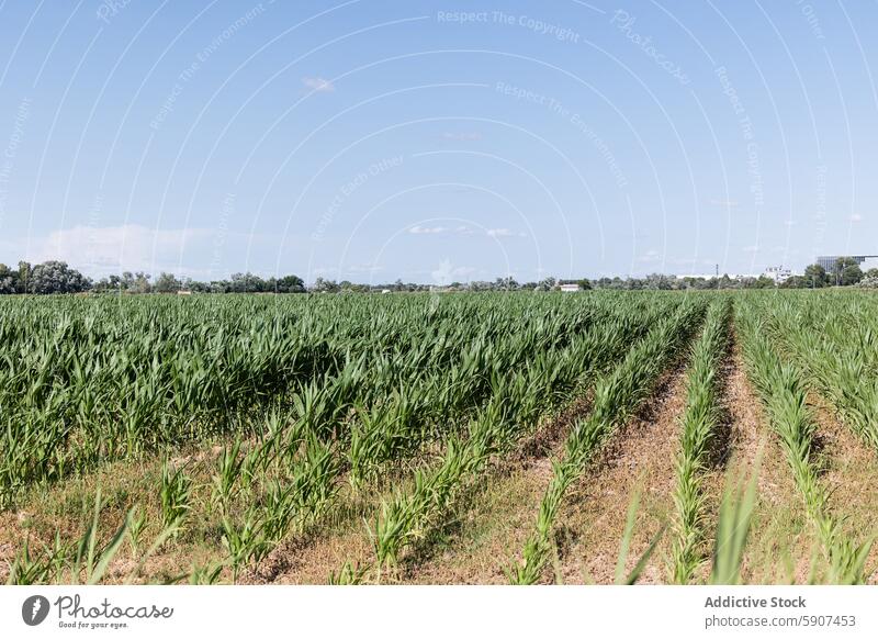 Expansive field of corn with drip irrigation system agriculture crop farm rural castilla la mancha blue sky clear lush plantation rows farming technology water