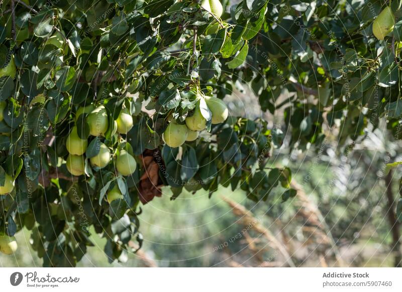 Sunlit Pear Orchard in Castilla La Mancha Region pear orchard farm castilla la mancha ripe tree fruit agriculture horticulture produce outdoor nature green leaf