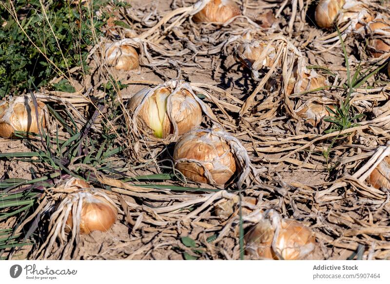 Harvest-ready onions in sunlit Castilla La Mancha field farm agriculture castilla la mancha harvest ripe dry foliage soil farming crop ground bulb vegetable