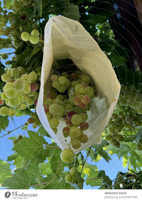 Grapes protected by paper cover to prevent animal damage grape vineyard protection fruit green agriculture farming nature leaf outdoor cultivation viticulture