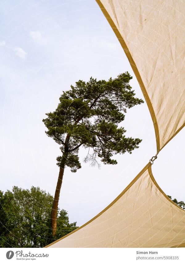 Tree behind an awning Sun sail sun protection Shadow Knot Connection upstairs Skyward Upward Cloudless sky Summer Tree trunk Treetop Beautiful weather shape