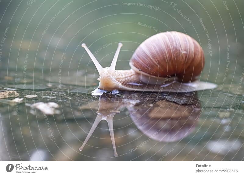 A vineyard snail is reflected in a puddle and looks directly into my camera. Crumpet escargot Snail shell Animal Feeler Close-up Slowly Slimy Mollusk creep